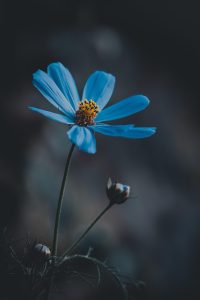 科技纪录片封面，芯片特写与数据流，蓝色科技感，星星影院科技纪录片